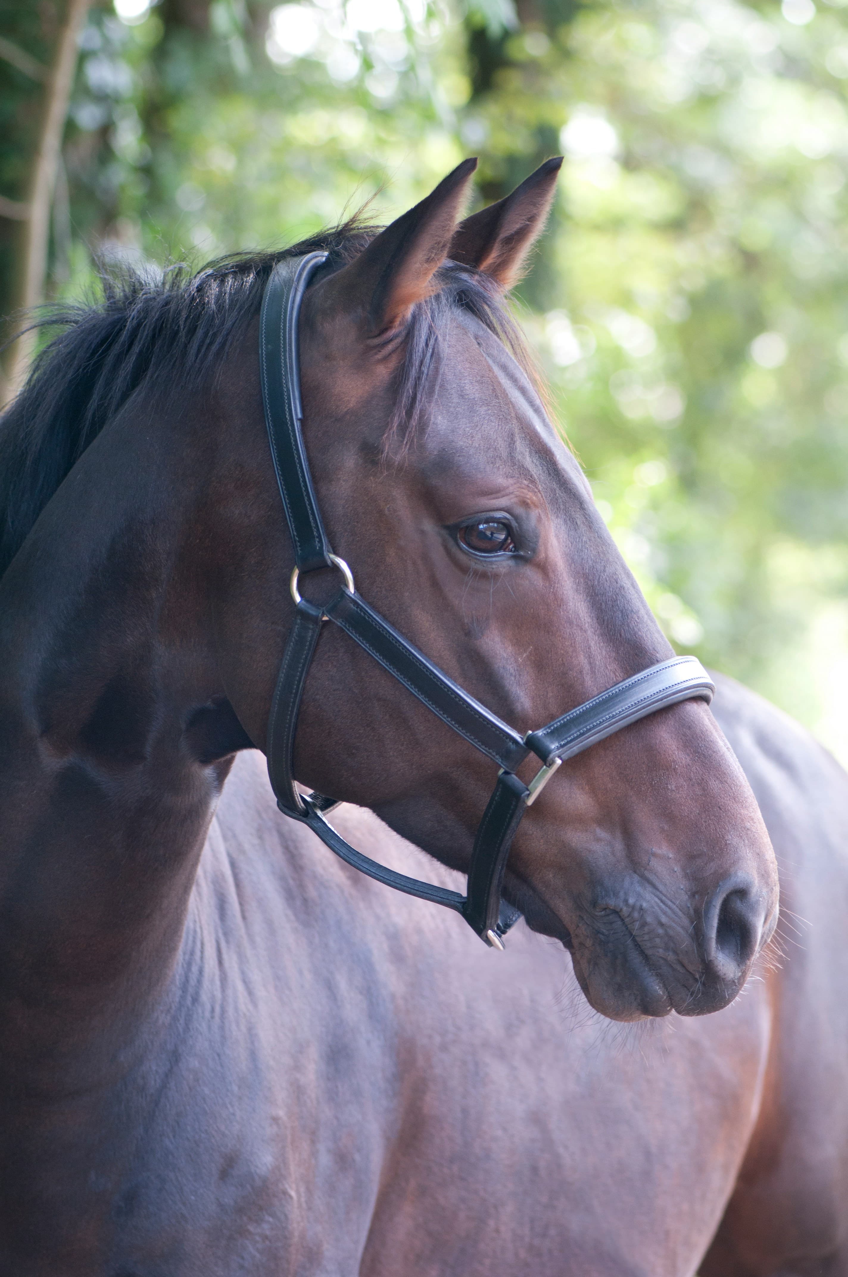 Bay horse portrait