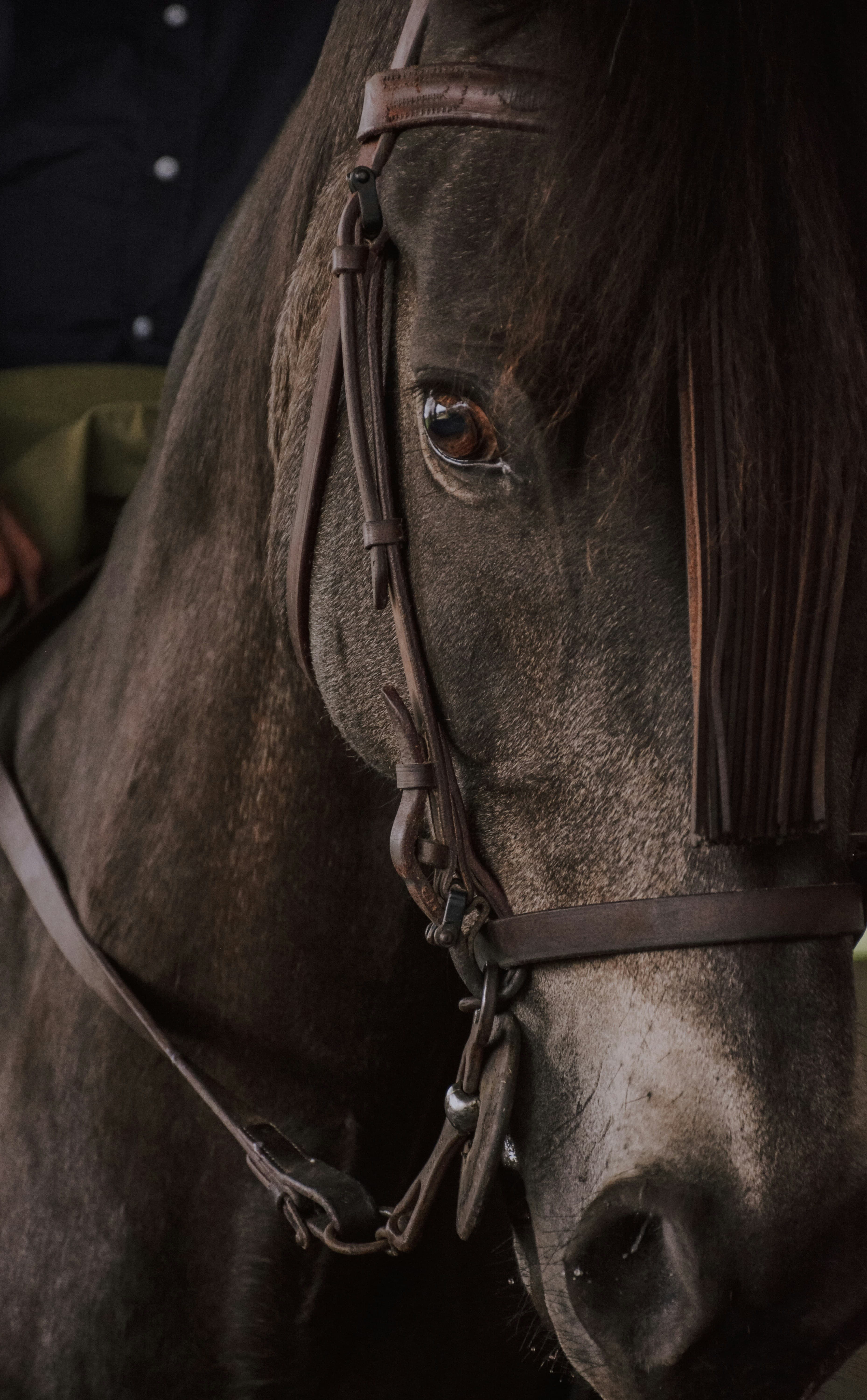 Close-up portrait of a horse