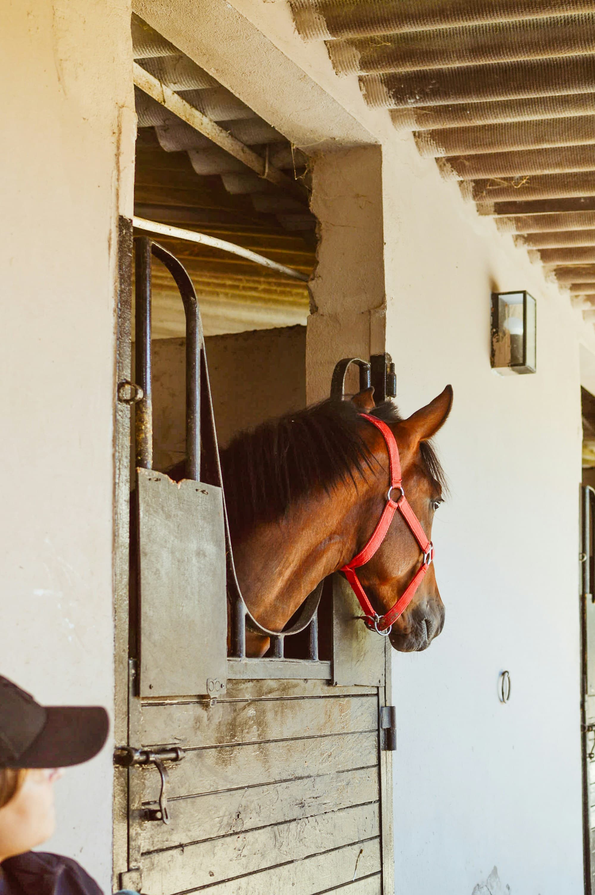 Bay horse looking over stable door