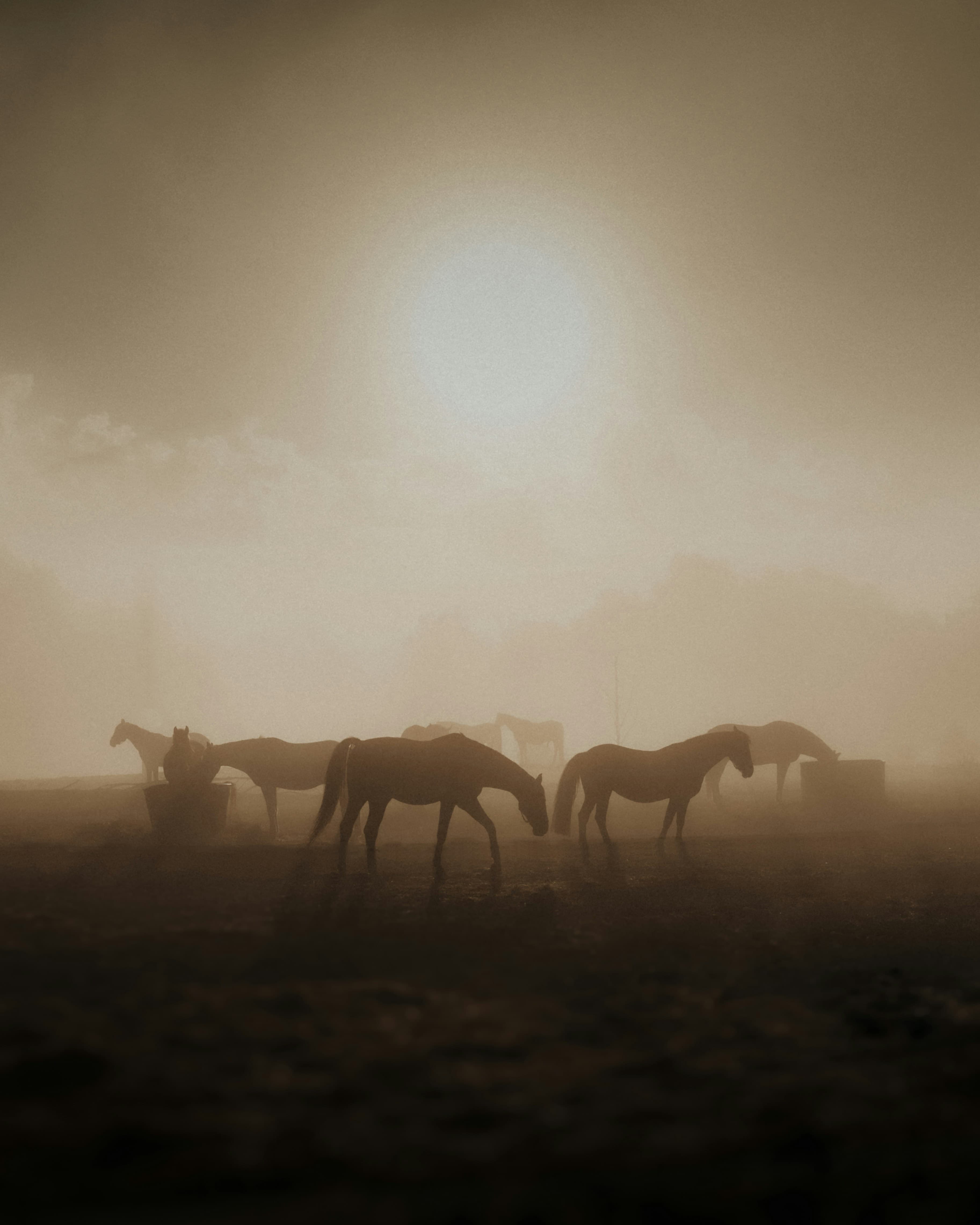Horses grazing in morning mist