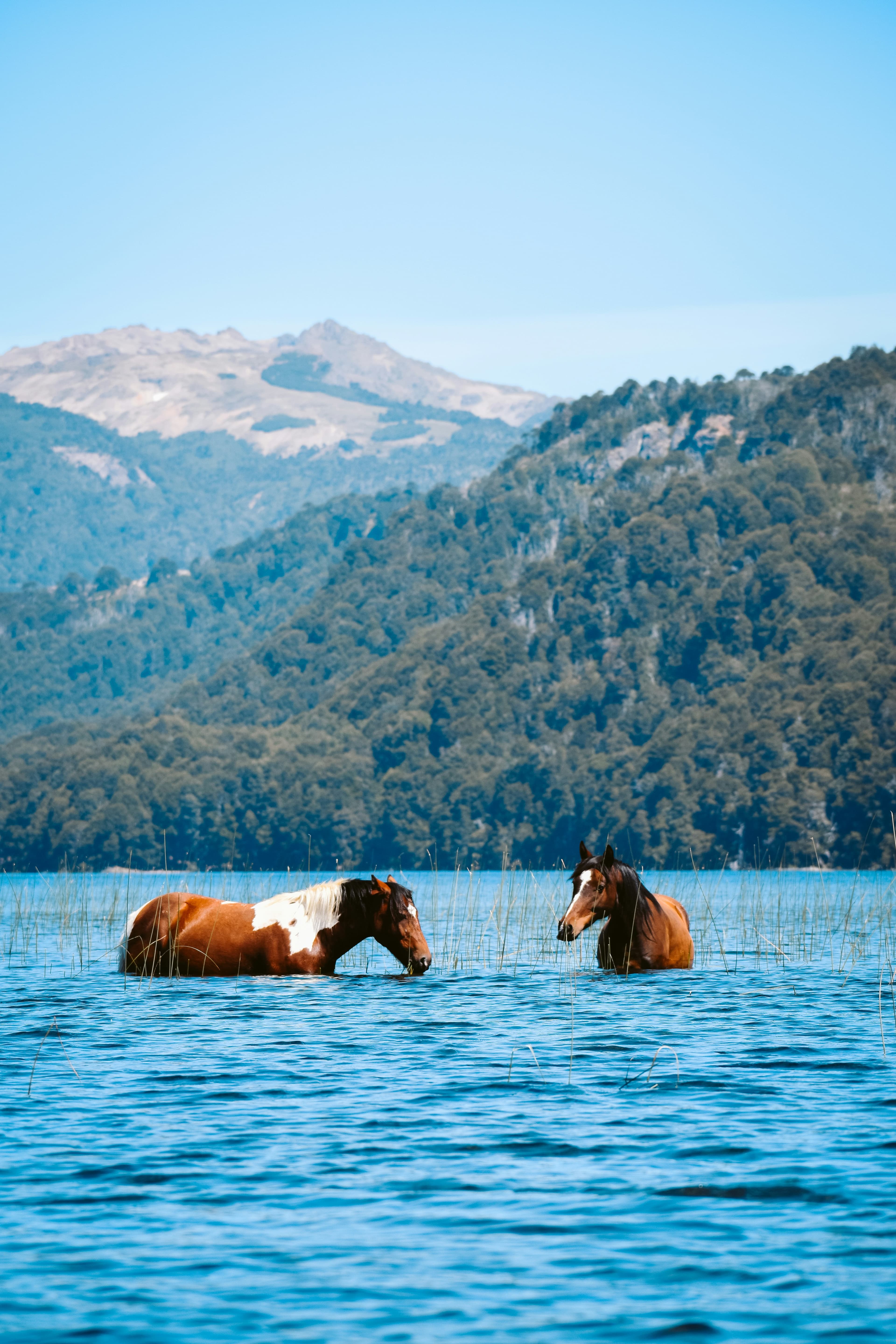 Horses in a mountain lake